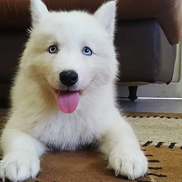 Sibiřský husky